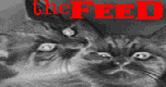 the Feed